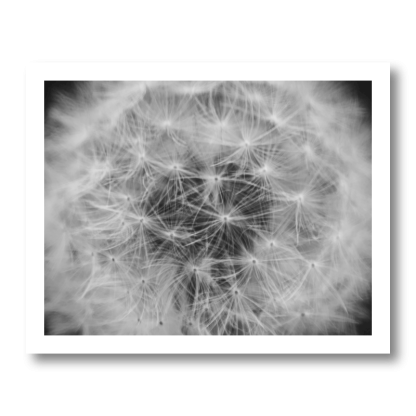 Dandelion Dreams