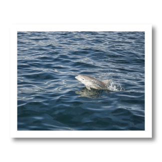 Baby Dolphin